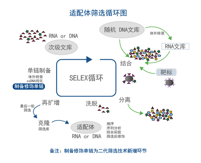 最新适配体研究及其应用领域探讨